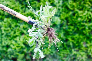 Grampa's Weeder - The Original Stand Up Weed Puller Tool with Long Handle - Made with Real Bamboo & 4-Claw Steel Head Design - Easily Remove Weeds Without Bending, Pulling, or Kneeling